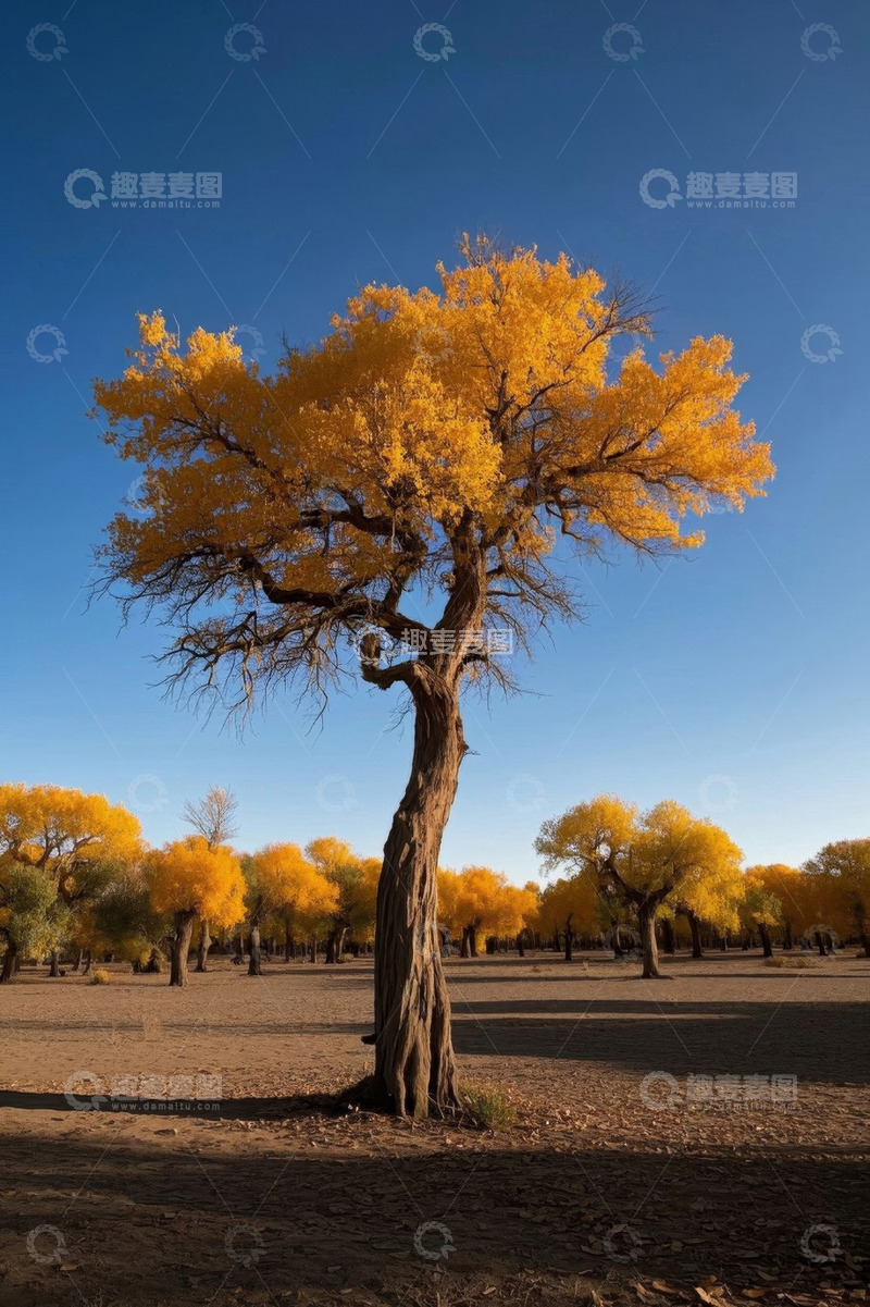 高清大图下载【趣麦麦图】沙漠中金黄胡杨树自然风光