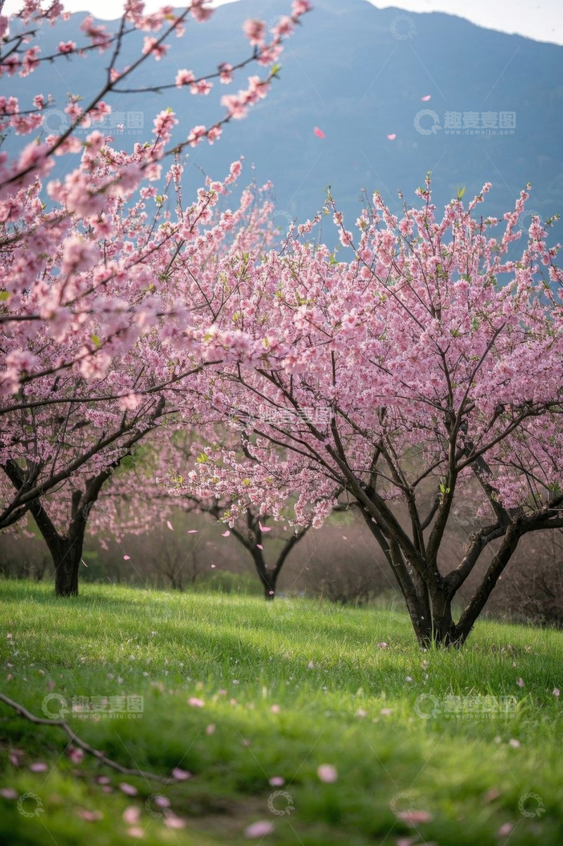 高清大图下载【趣麦麦图】春日桃林烂漫风景