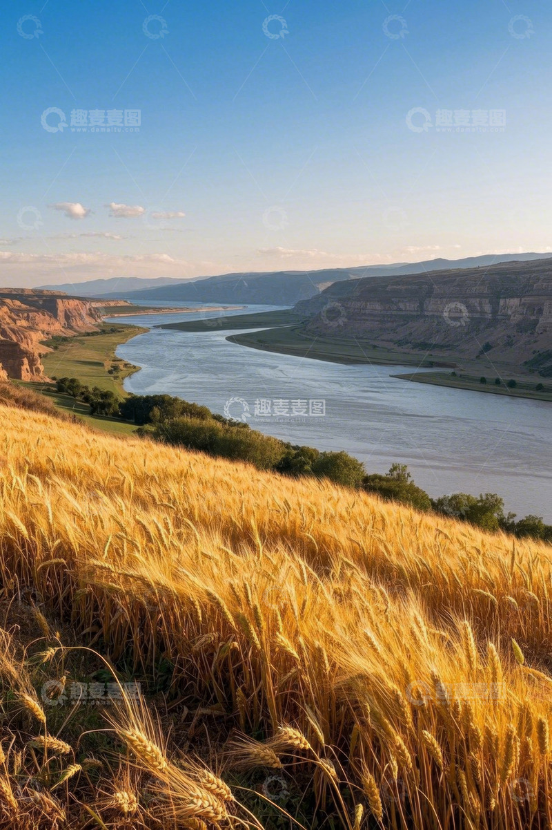 高清大图下载【趣麦麦图】河畔金黄麦田自然风光