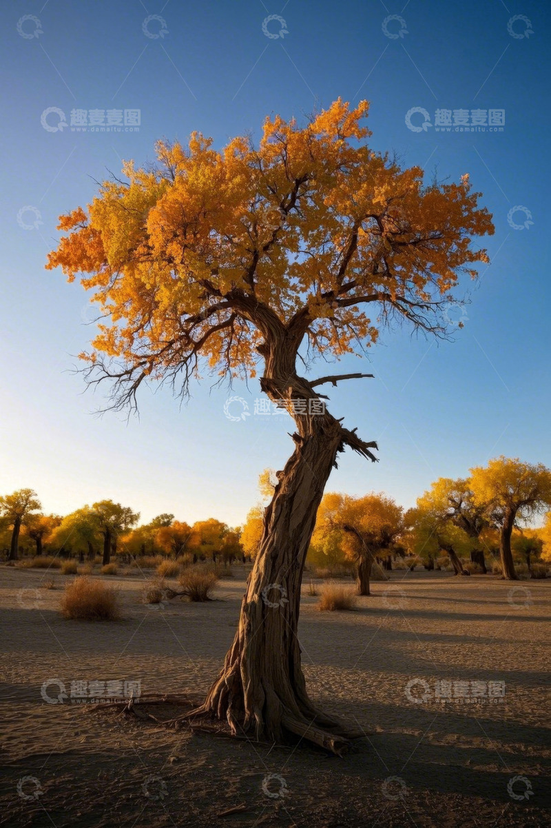 高清大图下载【趣麦麦图】沙漠中金黄胡杨树风景