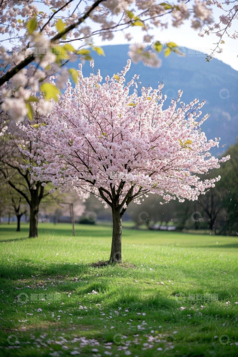 高清大图下载【趣麦麦图】草地盛开的樱花树自然风光