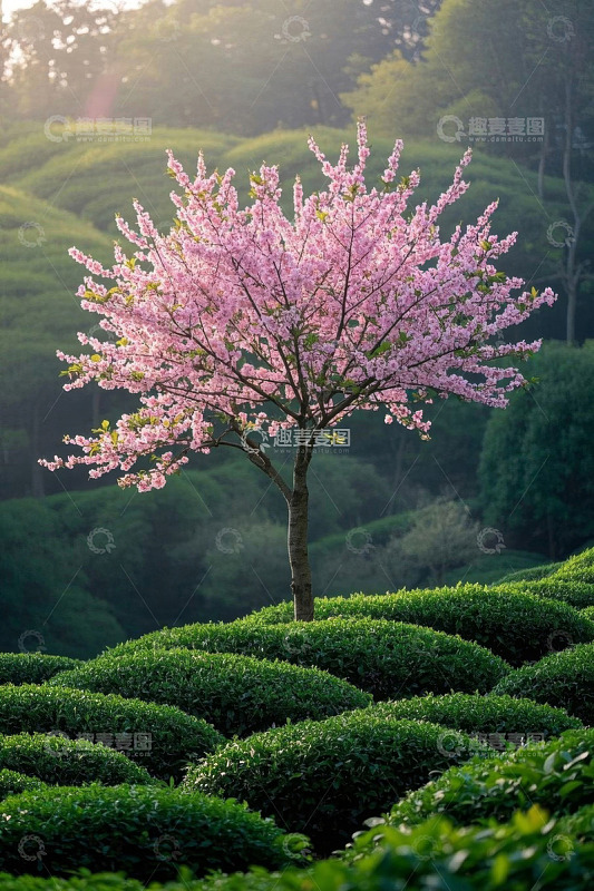 茶园中的盛开樱花