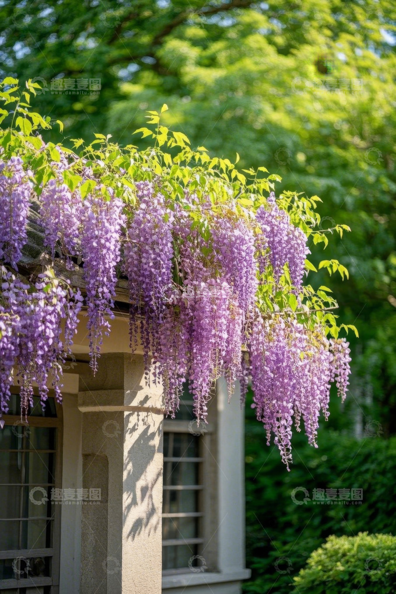 高清大图下载【趣麦麦图】木架上垂挂的紫色紫藤花