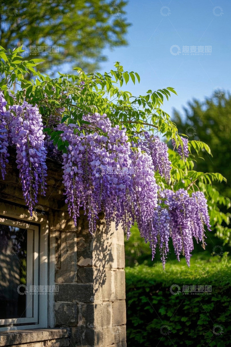 石屋旁垂挂的紫色紫藤花