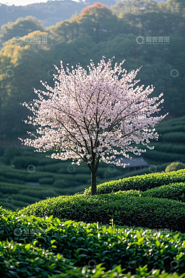 高清大图下载【趣麦麦图】茶园中的盛开樱花树