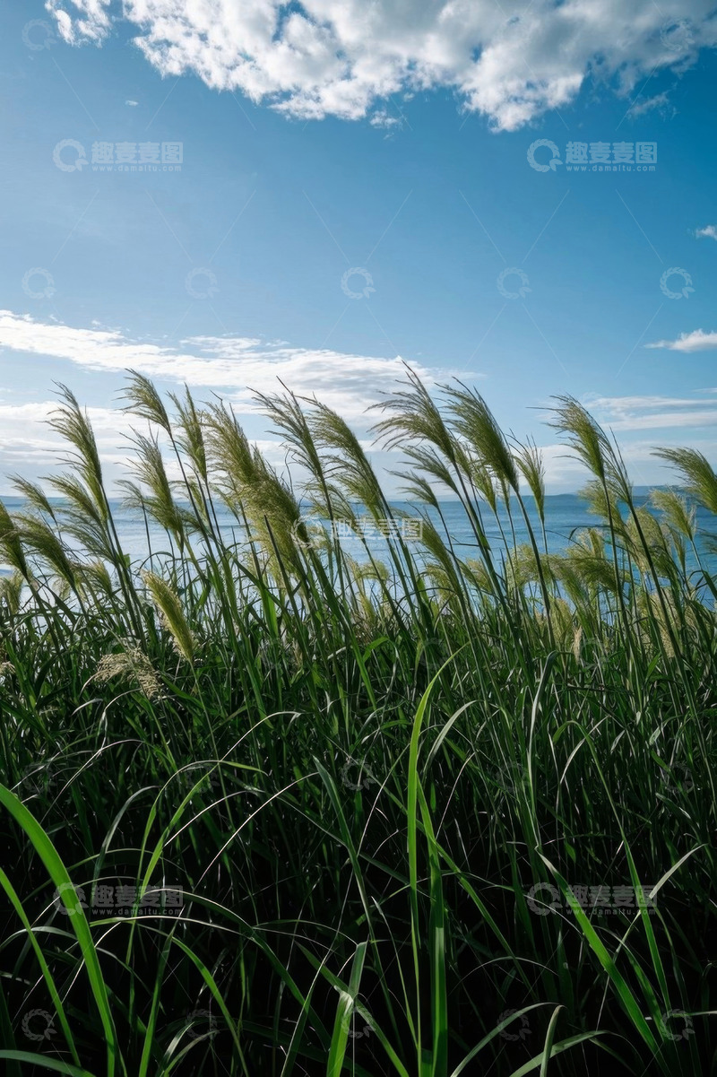 高清大图下载【趣麦麦图】海边随风摇曳的绿色植物