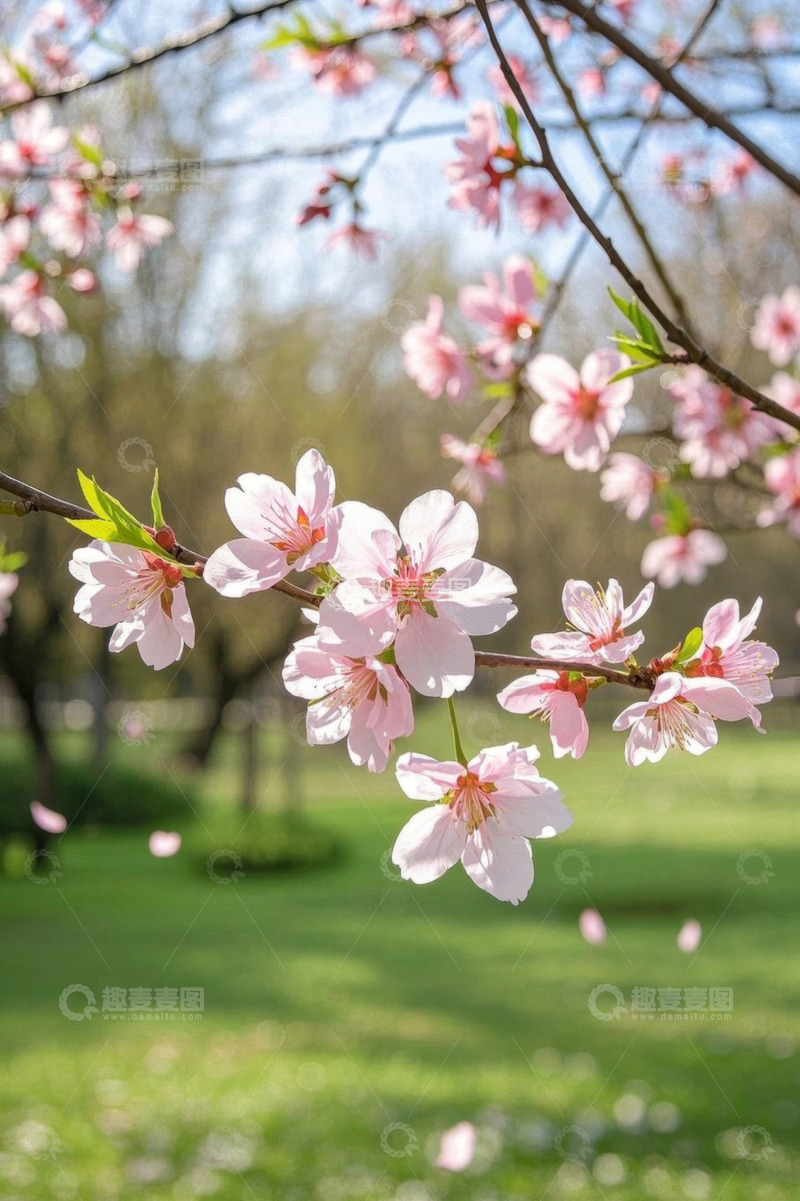 高清大图下载【趣麦麦图】春日绽放的粉色桃花特写