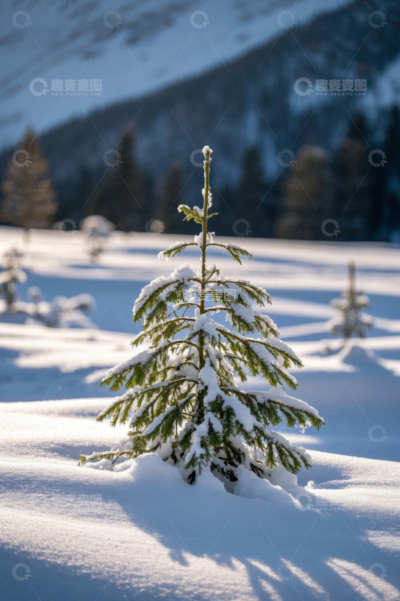 高清大图下载【趣麦麦图】雪地中的幼龄松树景象