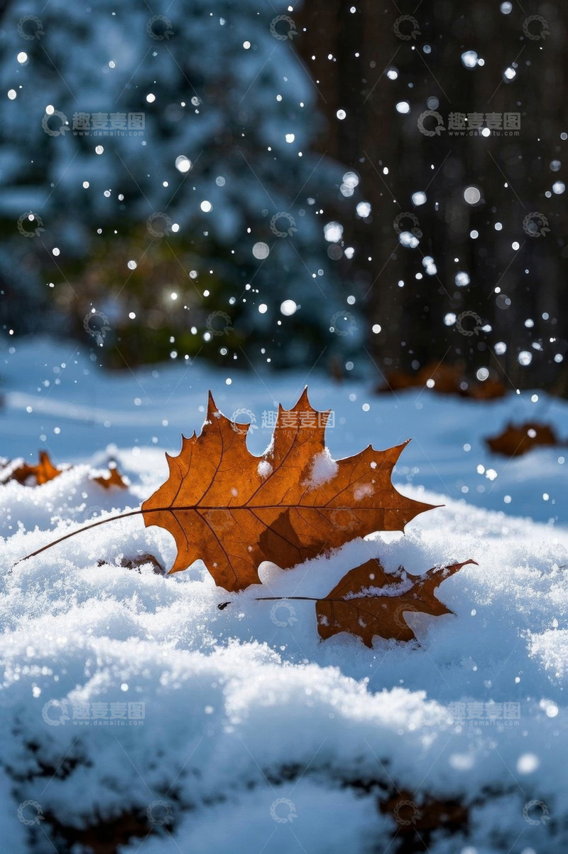 高清大图下载【趣麦麦图】雪地中飘落的枯黄枫叶
