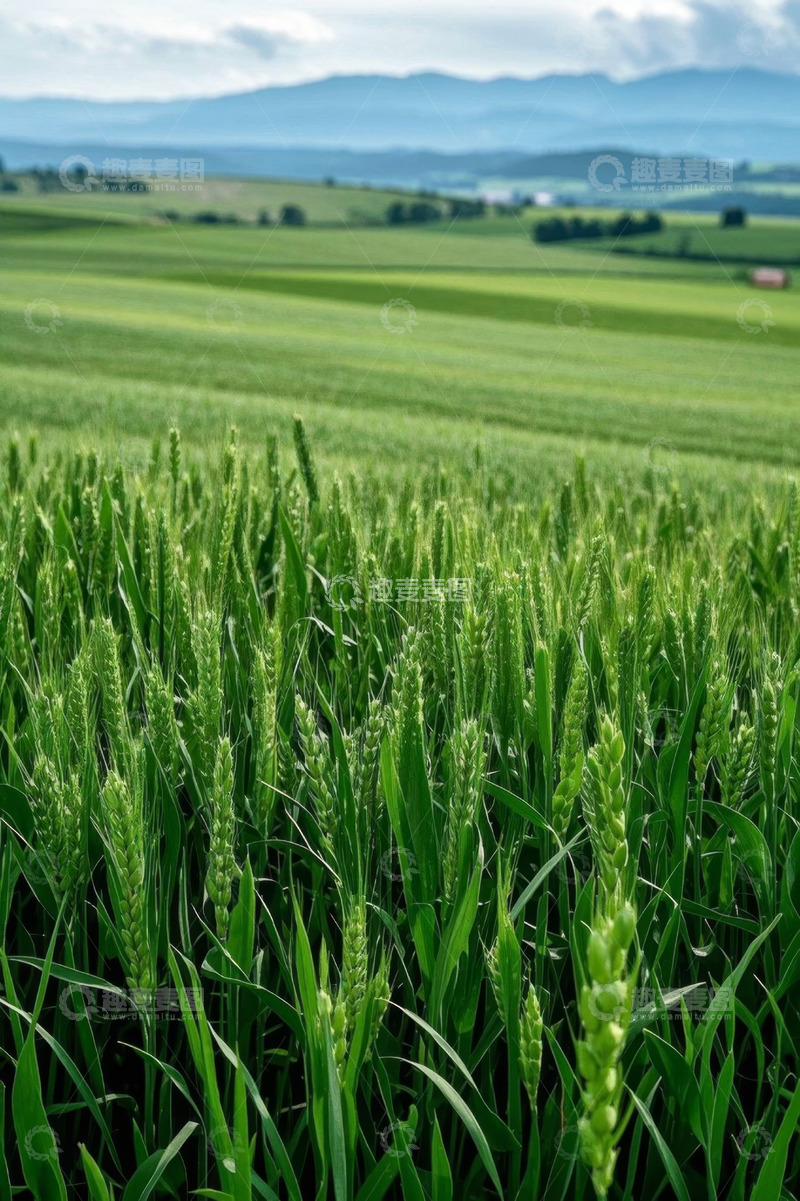 高清大图下载【趣麦麦图】广袤麦田与远山自然风光