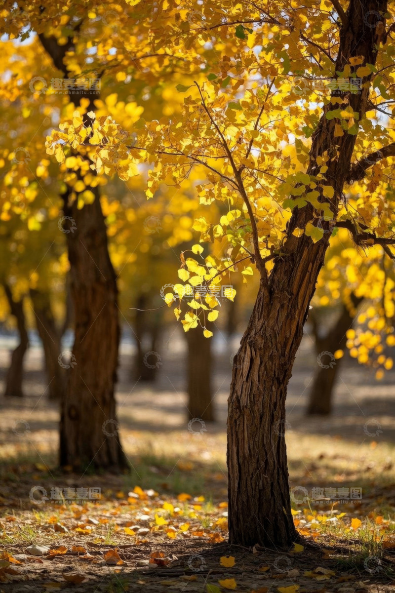 高清大图下载【趣麦麦图】秋日户外黄叶树木景象