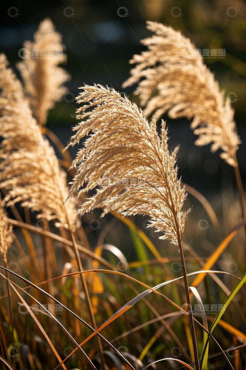 高清大图下载【趣麦麦图】阳光下随风摇曳的芦苇