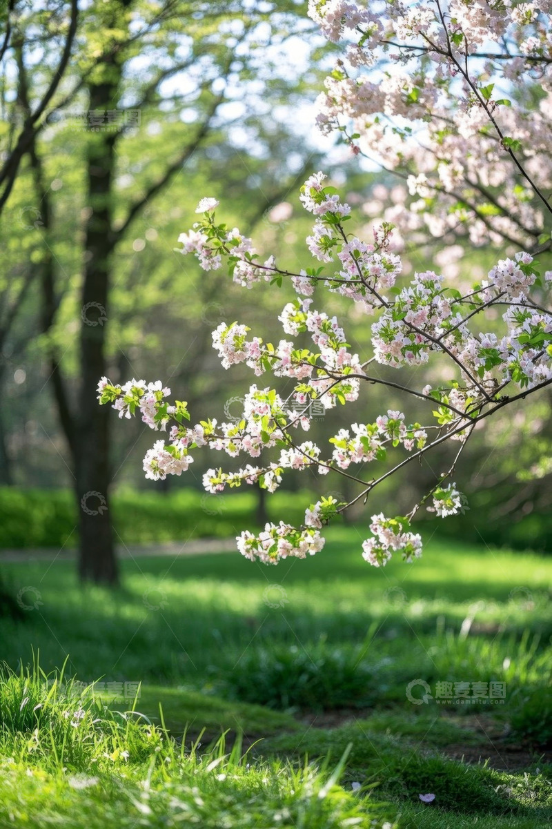 高清大图下载【趣麦麦图】春日公园盛开的樱花树枝
