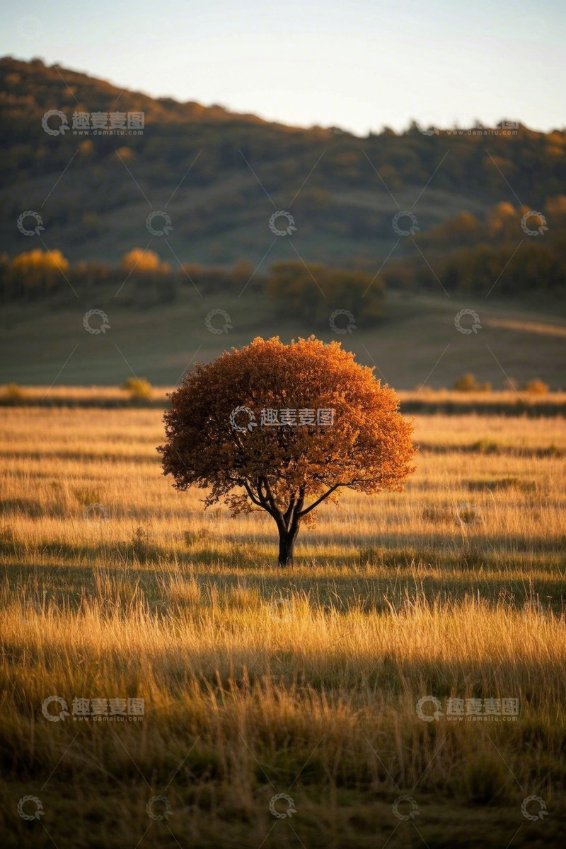 高清大图下载【趣麦麦图】秋日原野中的孤树景观