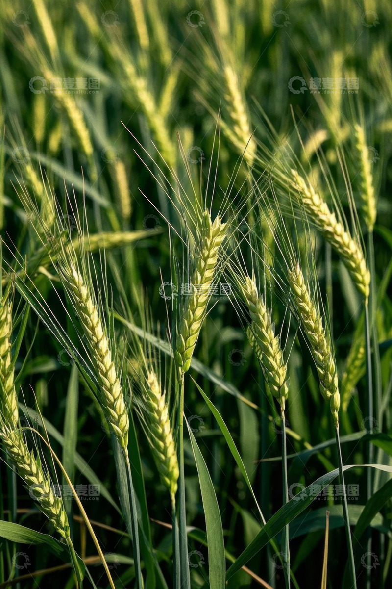 高清大图下载【趣麦麦图】成熟的小麦麦穗特写