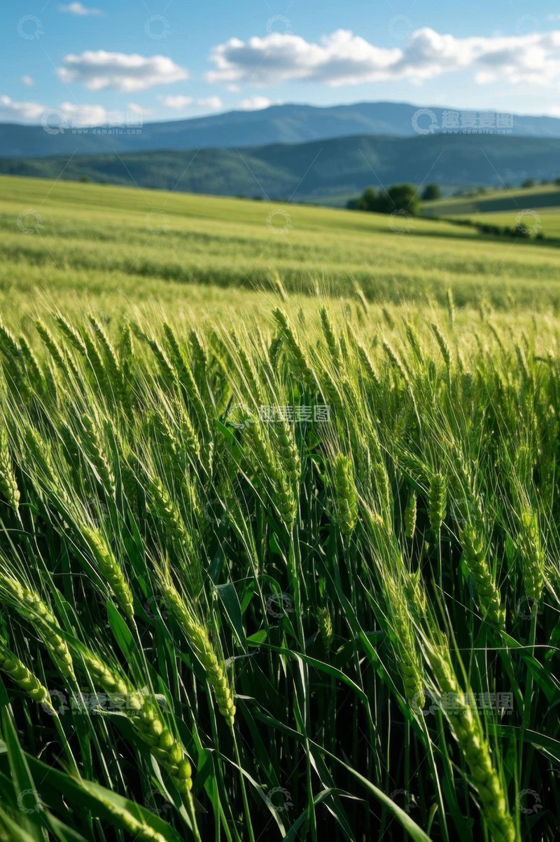 高清大图下载【趣麦麦图】广袤麦田与远山自然风光