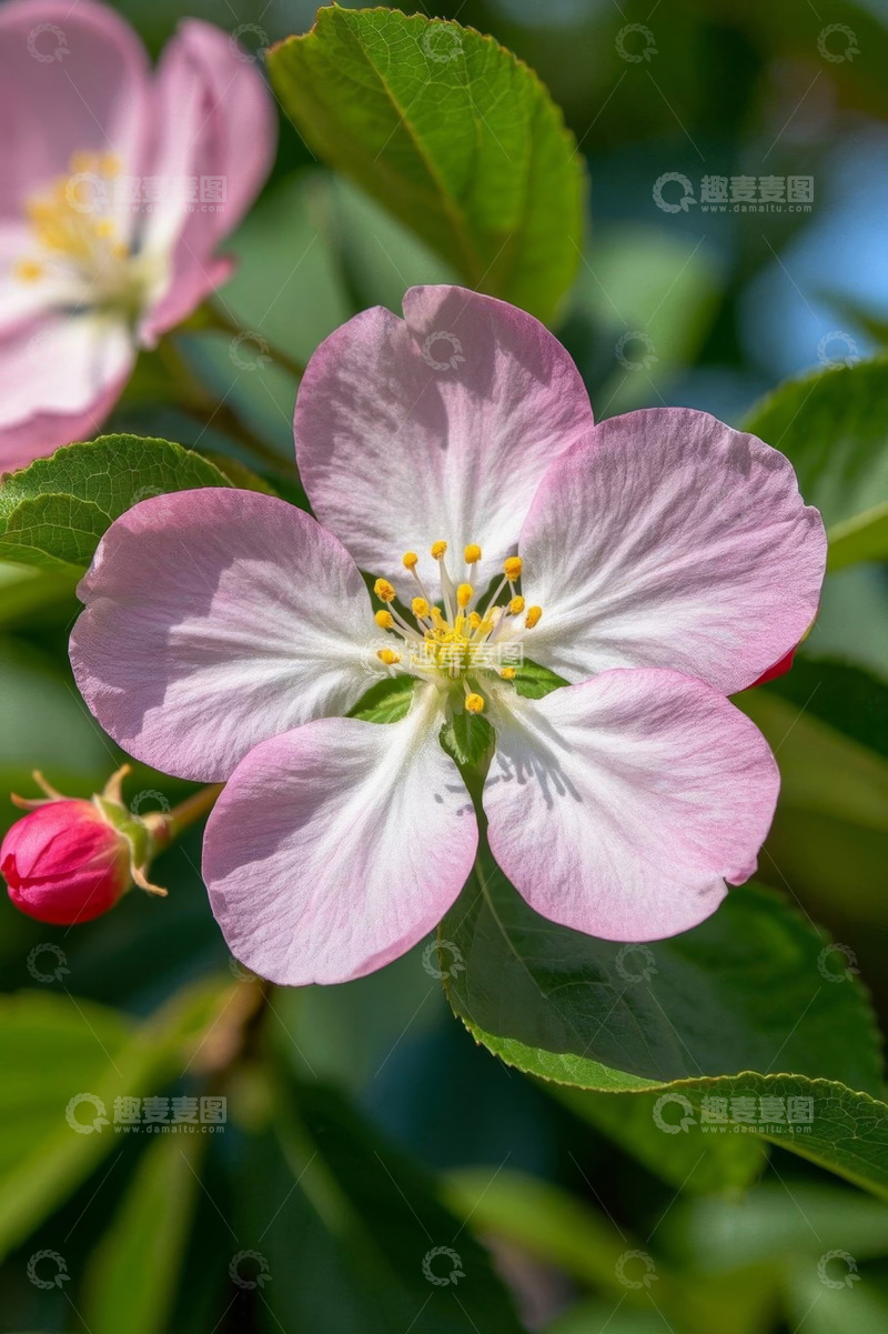 高清大图下载【趣麦麦图】特写粉色花朵与绿叶