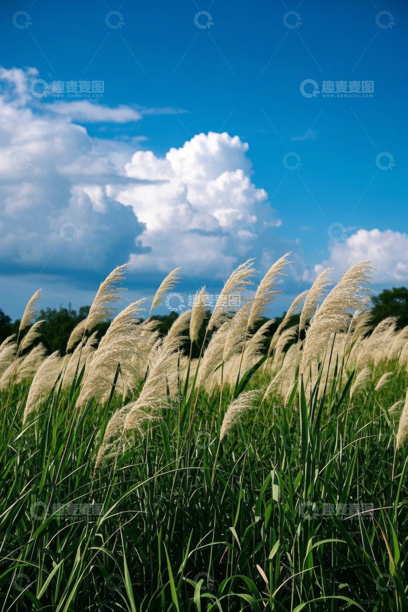 高清大图下载【趣麦麦图】蓝天白云下的芦苇草地风景
