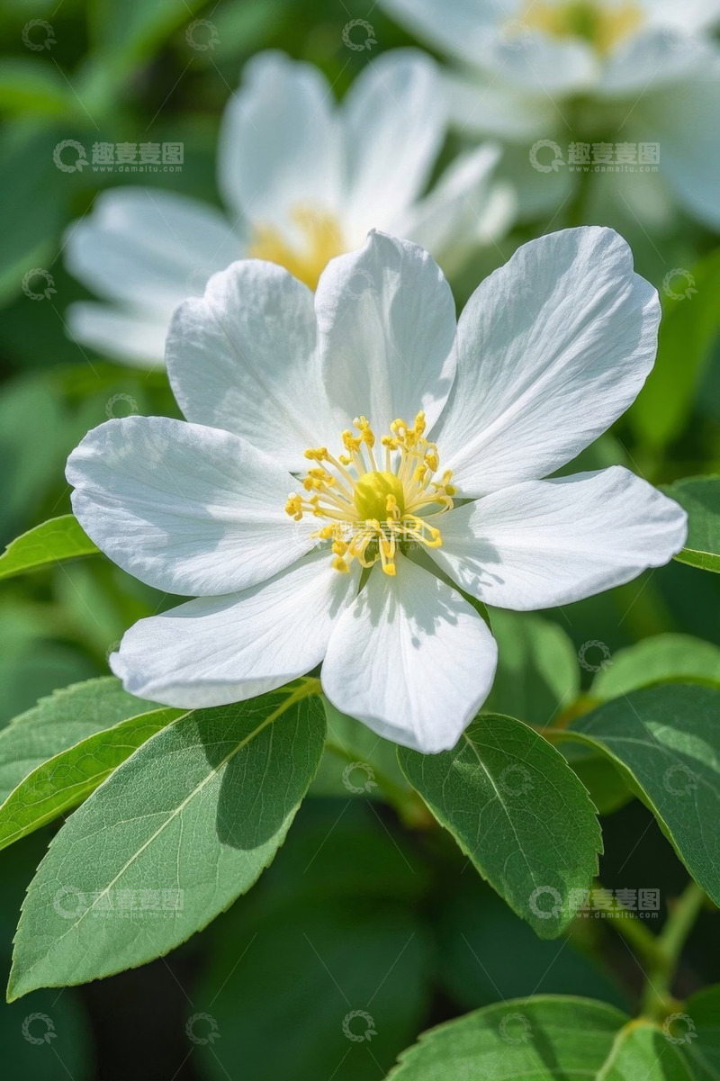 高清大图下载【趣麦麦图】白色花朵特写自然花卉素材