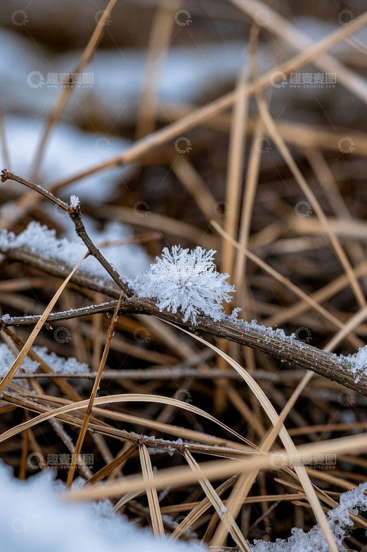 覆雪枯草特写