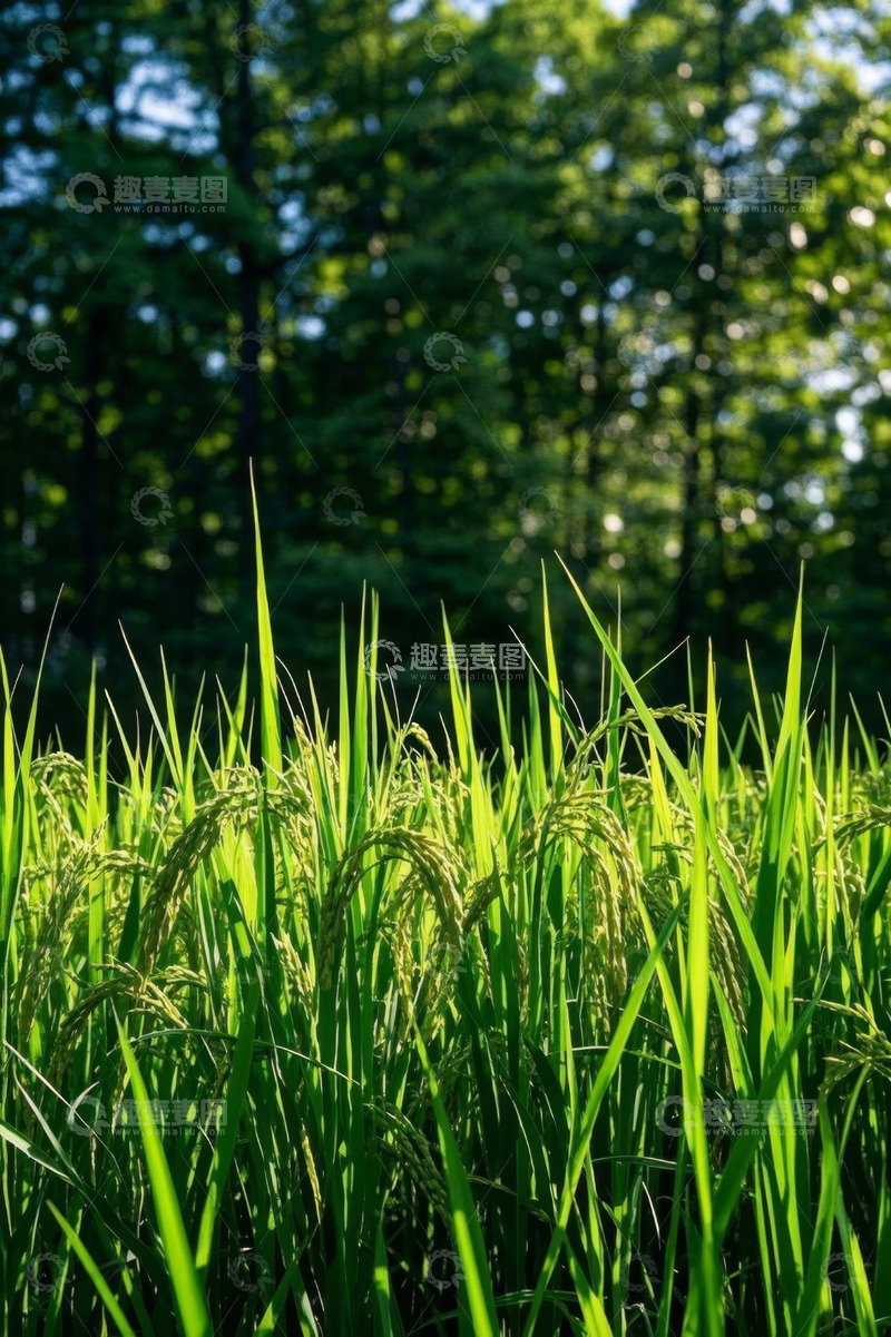 高清大图下载【趣麦麦图】阳光下的绿色水稻田
