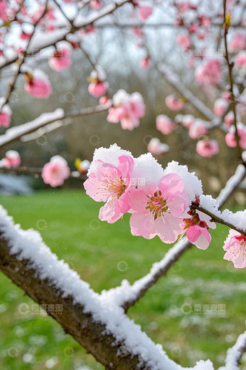 高清大图下载【趣麦麦图】枝头覆雪的粉色桃花