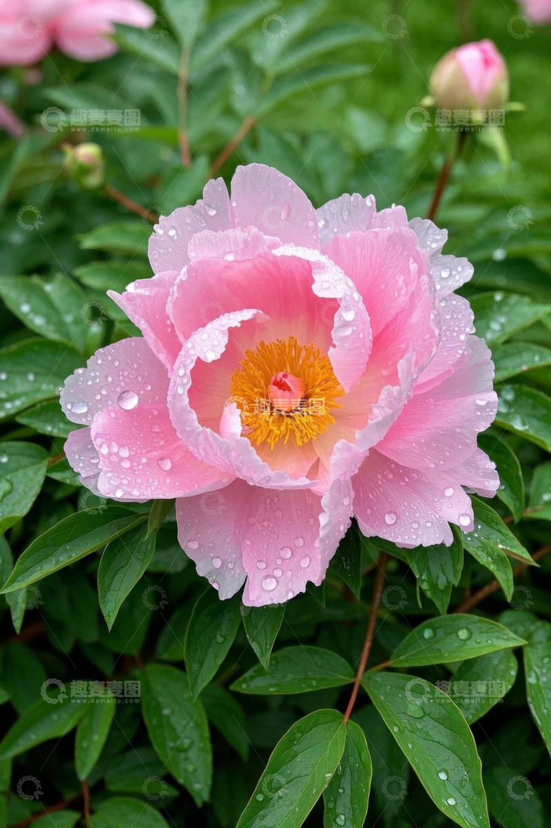 高清大图下载【趣麦麦图】带水珠的粉色牡丹花特写
