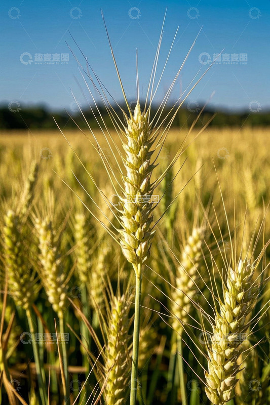 金黄麦田中的小麦特写