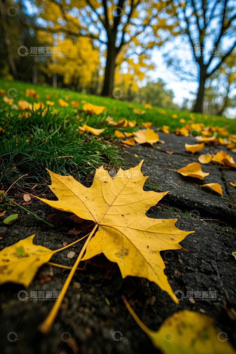 高清大图下载【趣麦麦图】公园草地秋日落叶景象