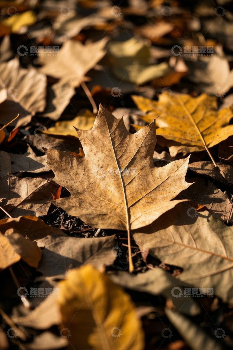 高清大图下载【趣麦麦图】地面上的秋日落叶