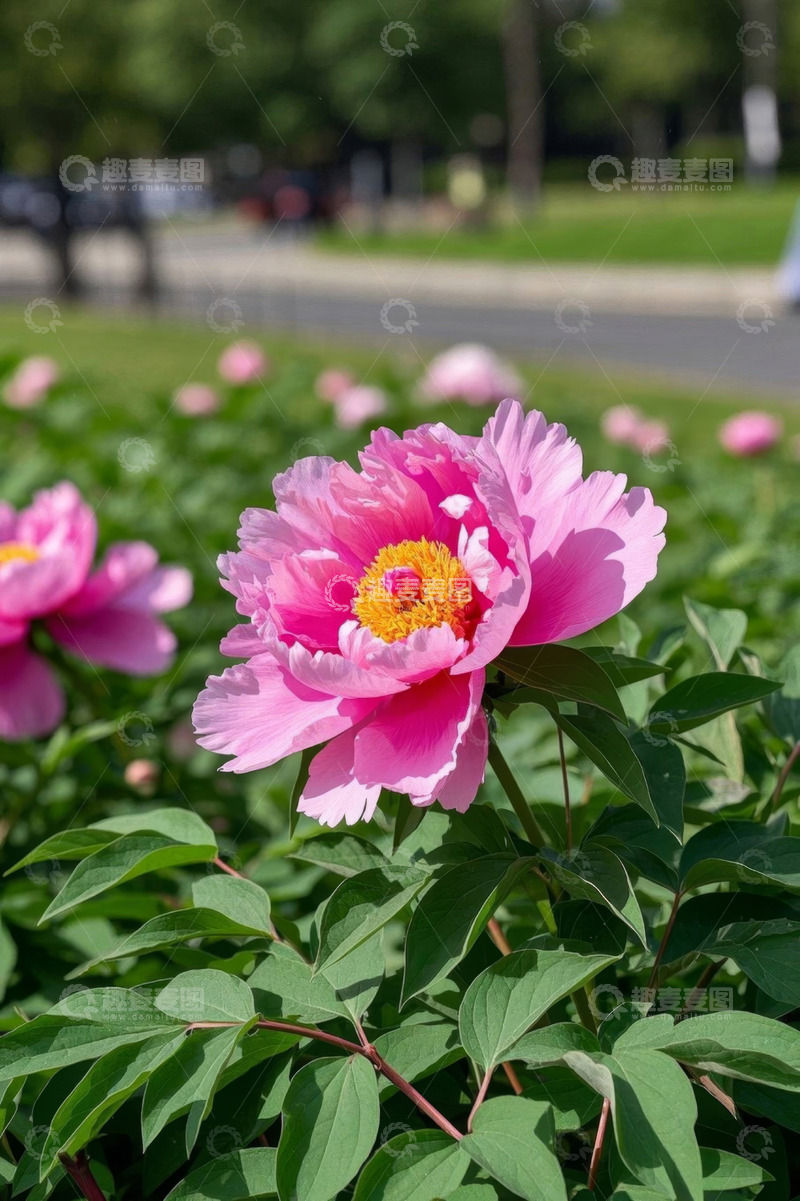高清大图下载【趣麦麦图】盛开的粉色牡丹花近景