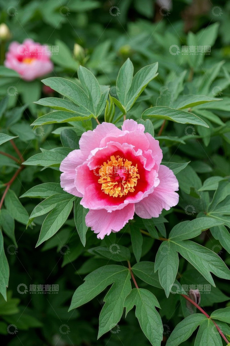 高清大图下载【趣麦麦图】盛开的粉色牡丹花特写