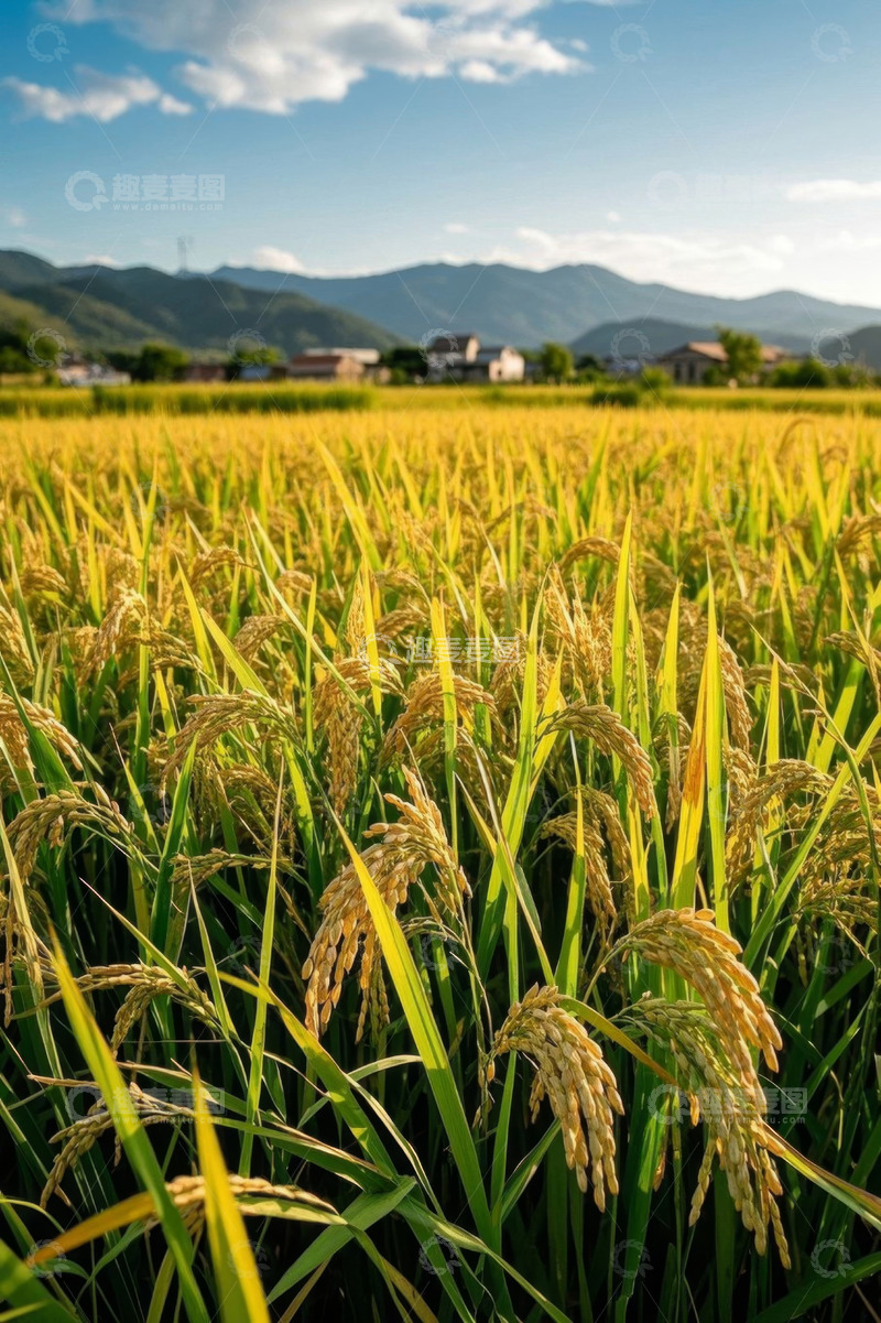 高清大图下载【趣麦麦图】金黄稻田自然风光