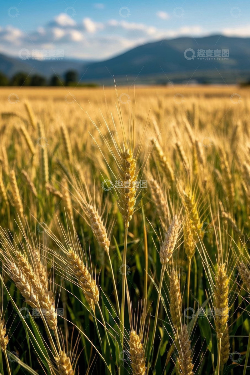 高清大图下载【趣麦麦图】金黄麦田自然风光
