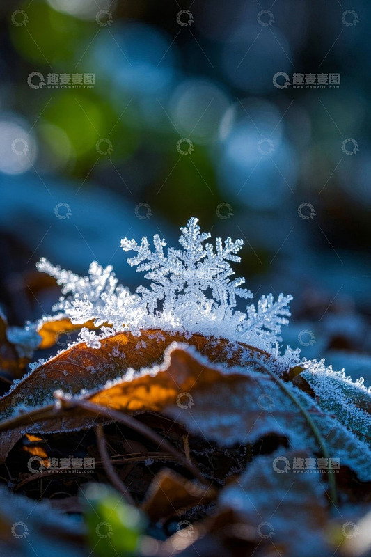 霜叶上的雪花微距特写