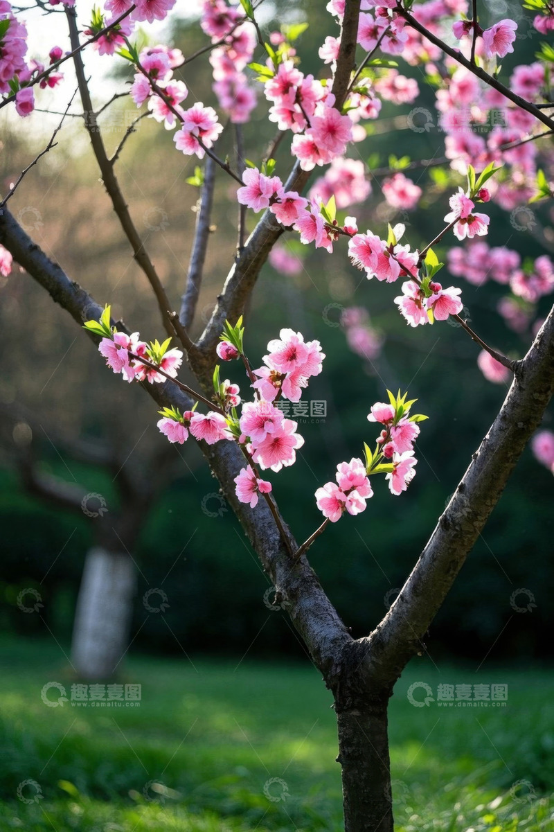 高清大图下载【趣麦麦图】盛开的粉色桃花