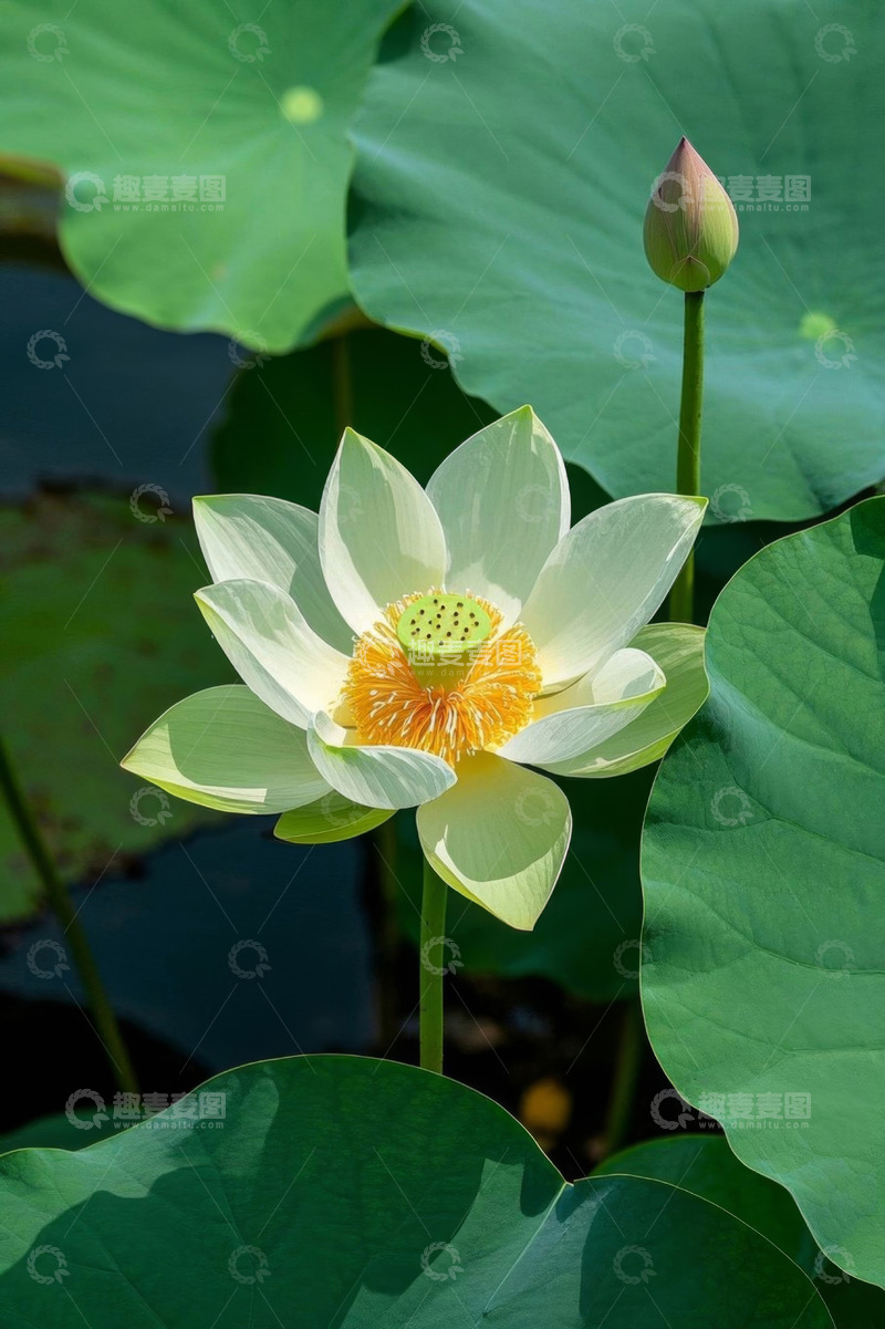 高清大图下载【趣麦麦图】盛开的荷花与荷叶特写