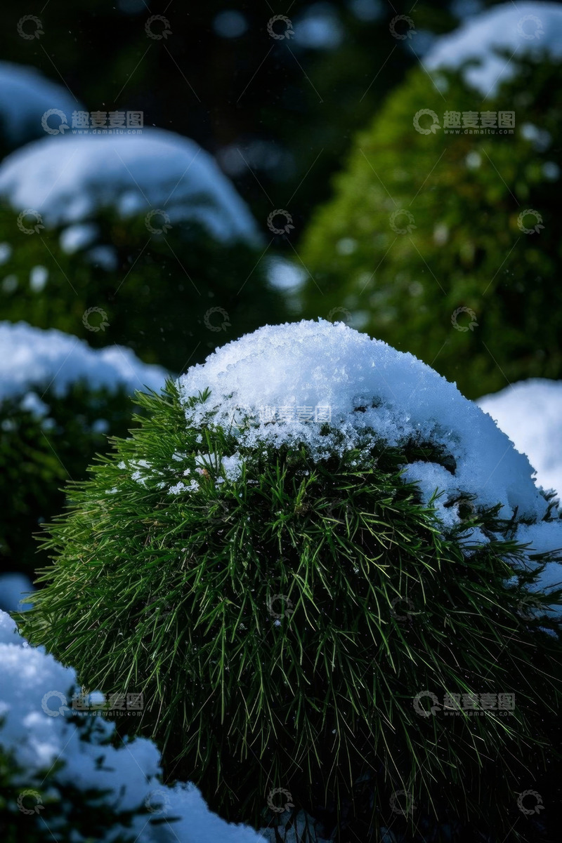 高清大图下载【趣麦麦图】积雪覆盖的绿色松树景观