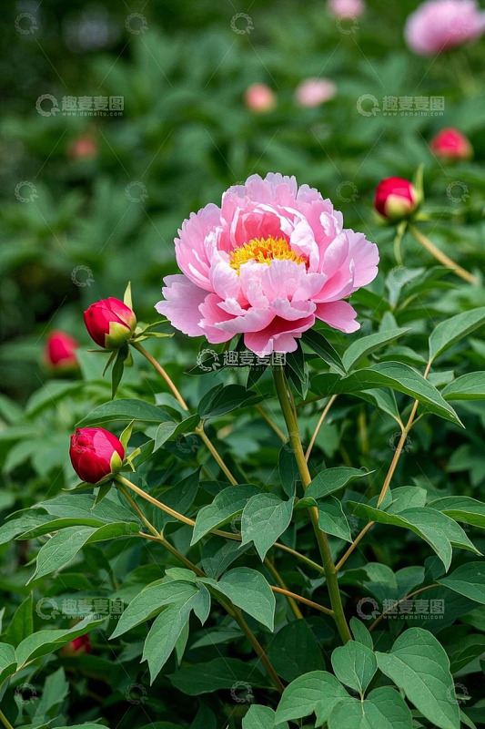 盛开的粉色牡丹与花苞
