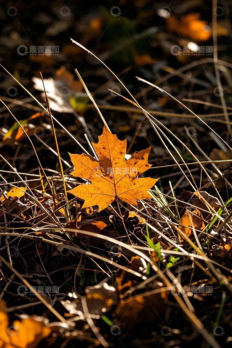 高清大图下载【趣麦麦图】地上的黄色枫叶特写