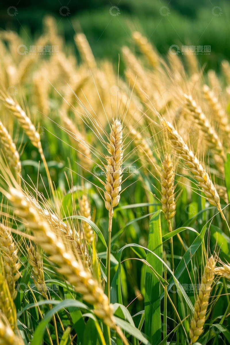 高清大图下载【趣麦麦图】成熟的小麦田间景象