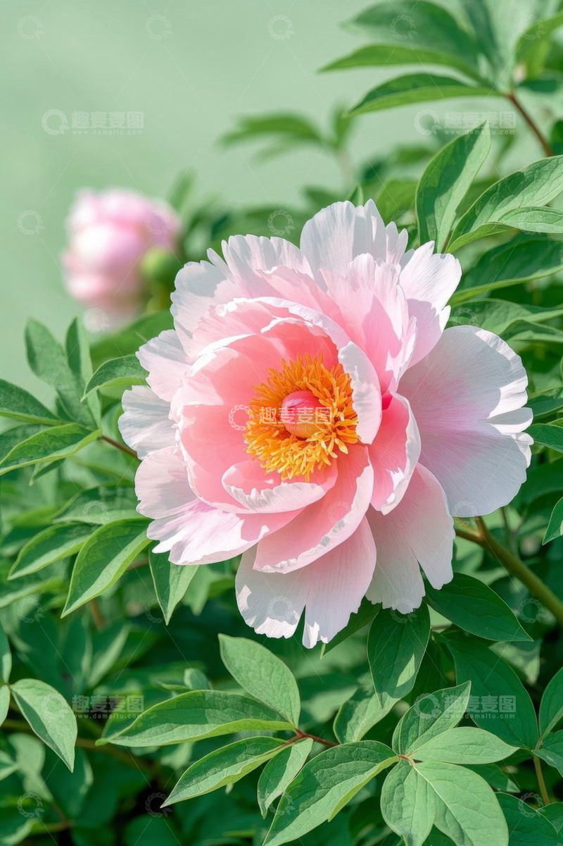 高清大图下载【趣麦麦图】特写粉色盛开牡丹花