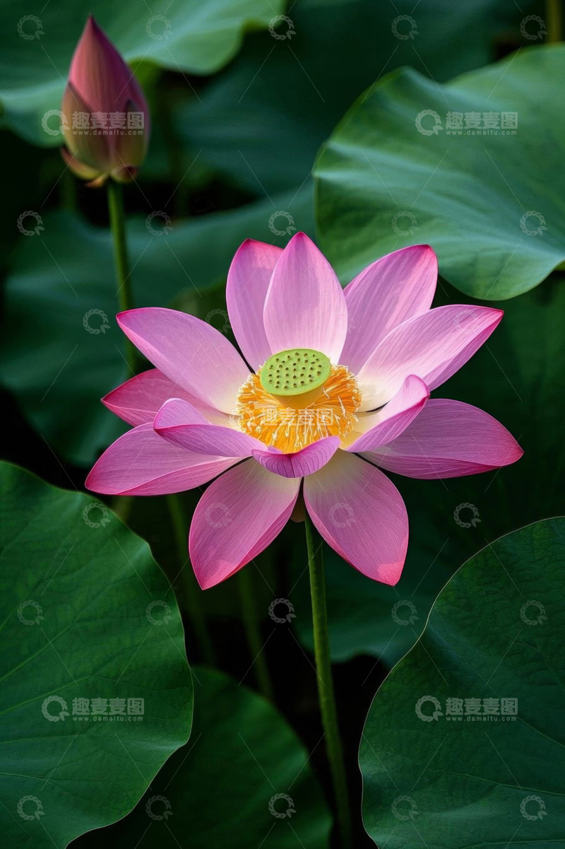 高清大图下载【趣麦麦图】盛开的粉色荷花与荷叶