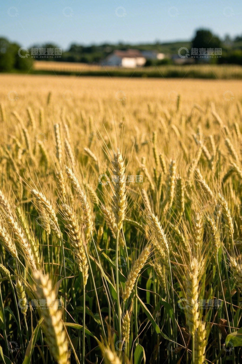 高清大图下载【趣麦麦图】金黄小麦田田园风光