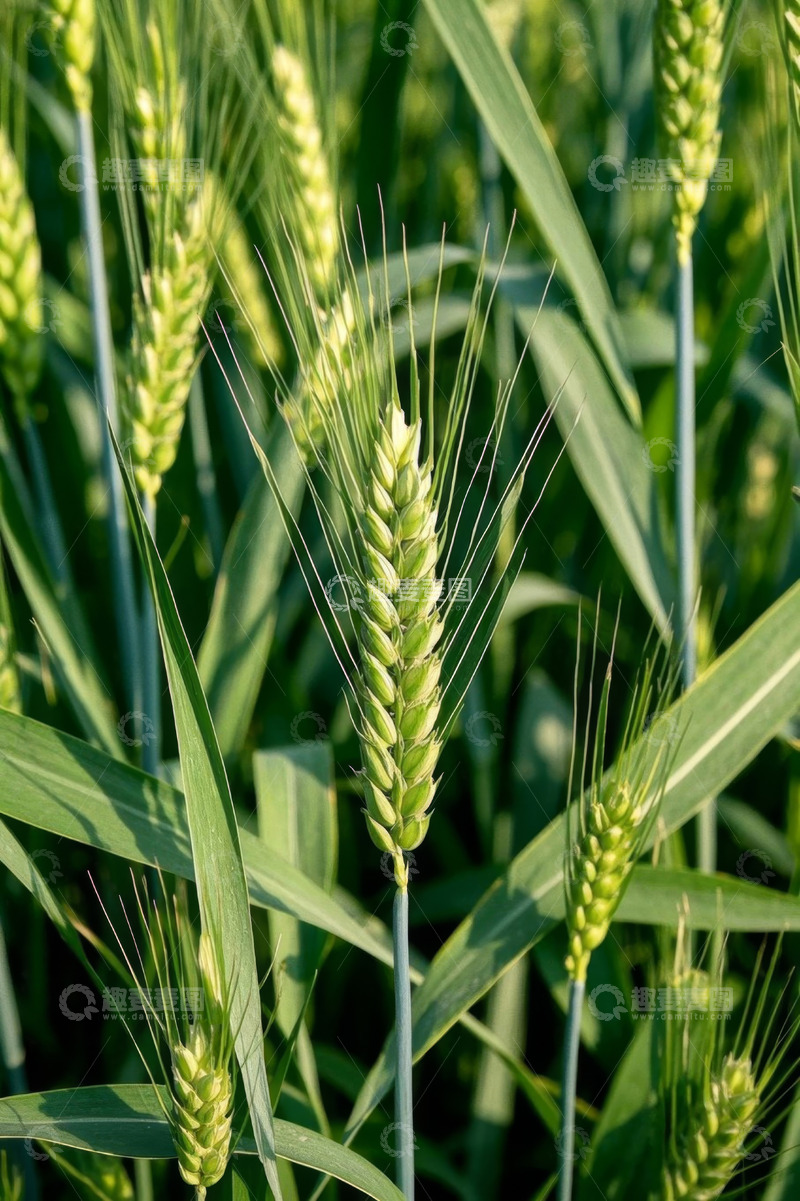 高清大图下载【趣麦麦图】田间生长的绿色小麦