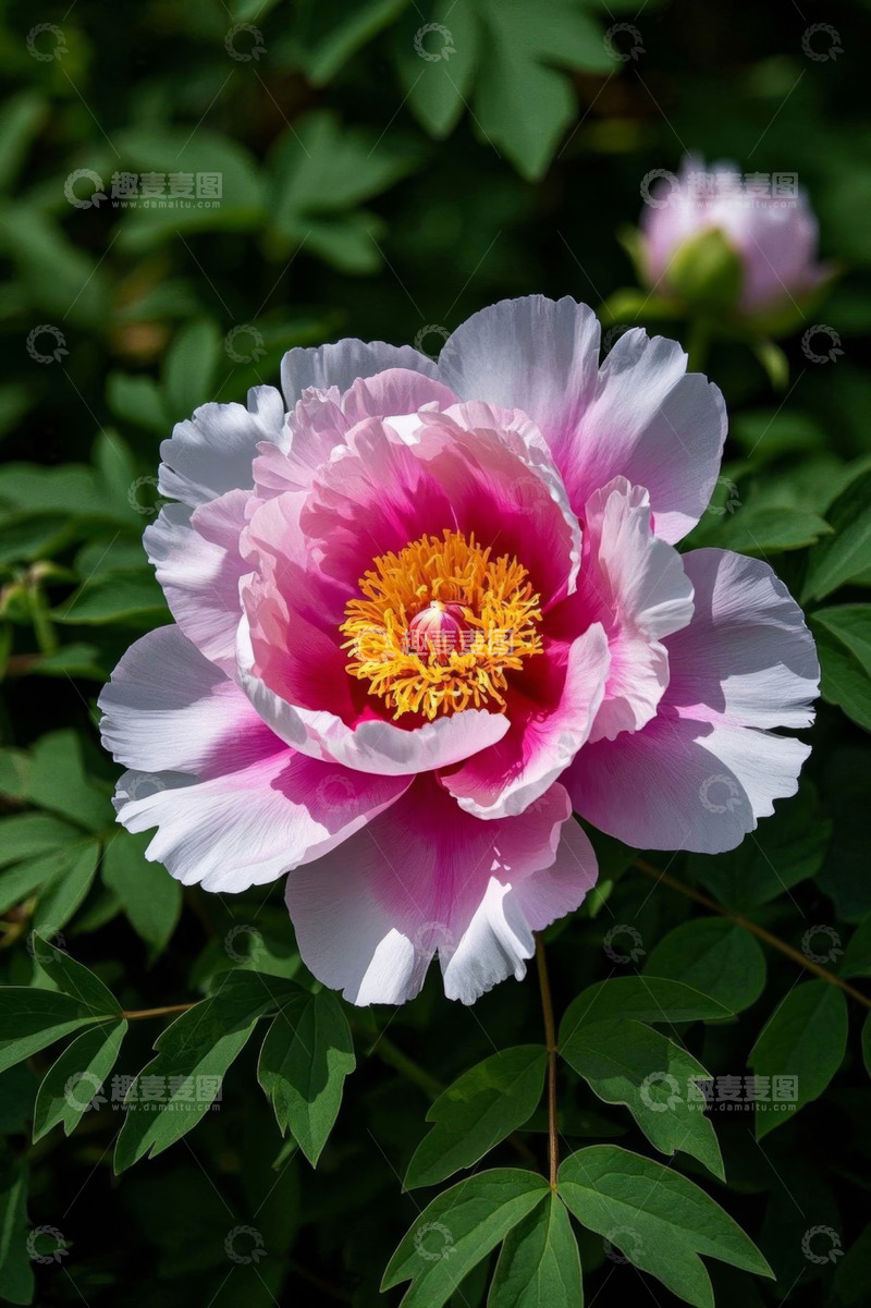 高清大图下载【趣麦麦图】盛开的粉色牡丹花