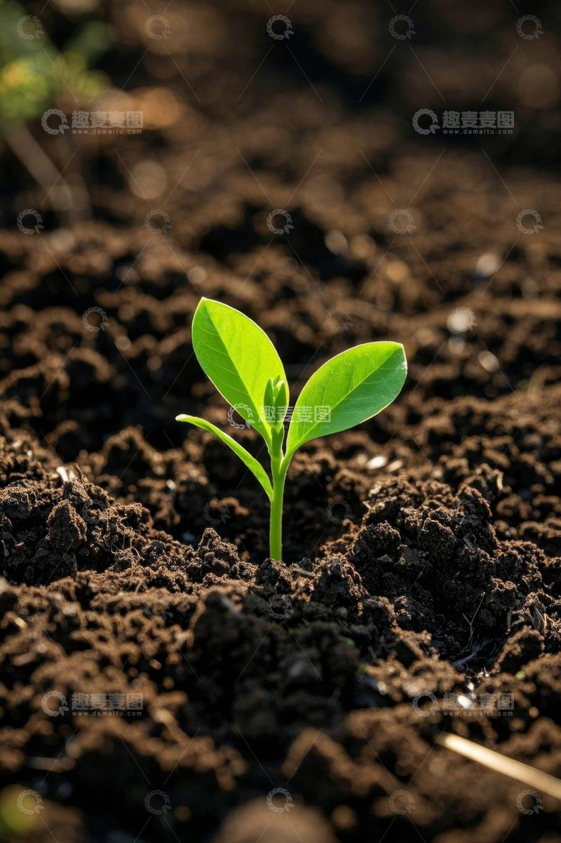 高清大图下载【趣麦麦图】破土而出的嫩绿幼苗