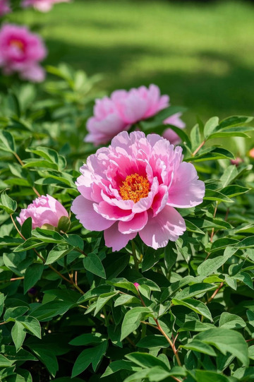 盛开的粉色牡丹花