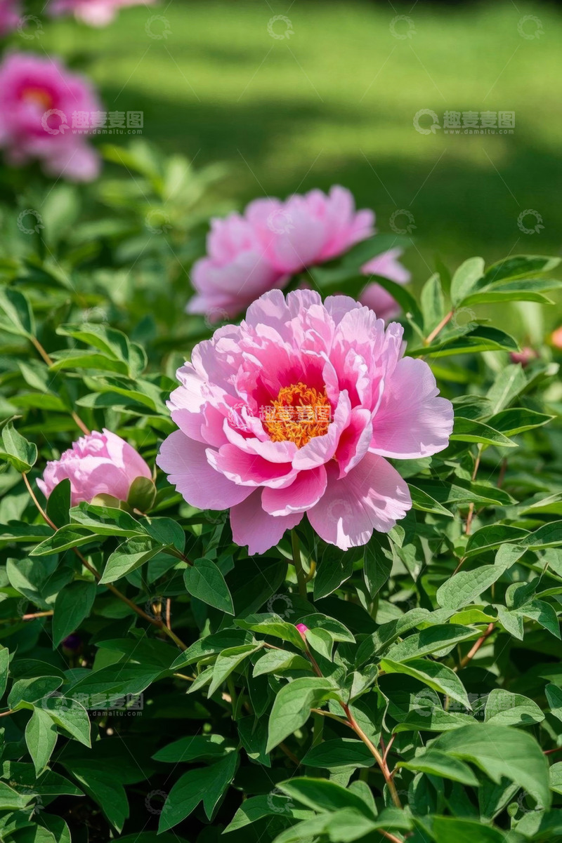 高清大图下载【趣麦麦图】盛开的粉色牡丹花