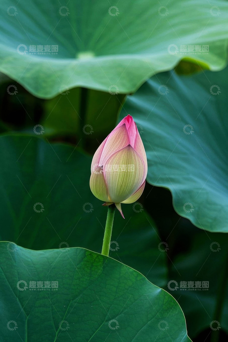高清大图下载【趣麦麦图】含苞待放的荷花与荷叶
